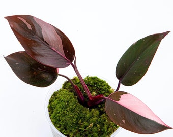 Tissue Culture Philodendron Pink Princess - US Seller