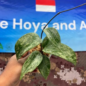Hoya Sp Rangsan