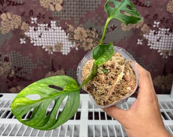 Monstera Adansonii Aurea -  Rare plant, Exact Plant Pictured, Acclimated in USA