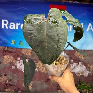 Anthurium Ace Of Spades x Red Velvet Dark Phoenix