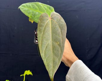 Anthurium Dark handsome x AOS Dark Tezula