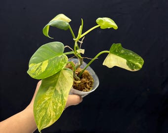 Philodendron Violin Var – Exact Plant Pictured, Fully Rooted, Acclimated in USA