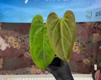 Anthurium papi x Black sweet - Exact Plant Pictured, Fully Rooted, Acclimated in USA