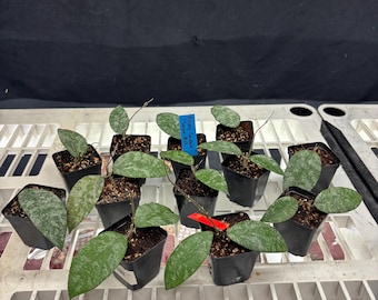 Hoya Caudata Snow Dust – Rare Rooted Plant, Exact Match Guaranteed , Choose your plant, EXACT PLANT