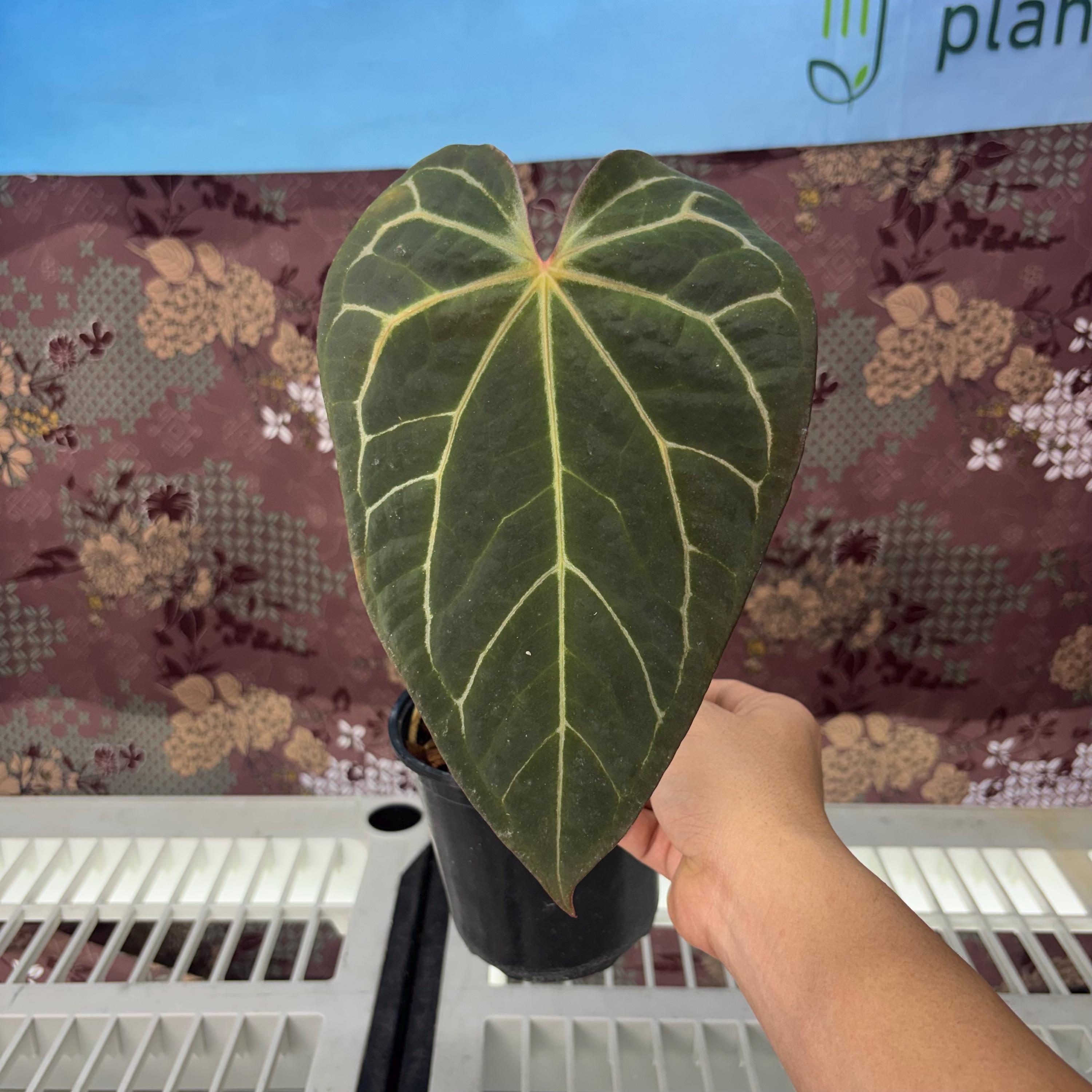 Anthurium BVIT X ZM - Rare Plant, Exact Plant Pictured, Acclimated