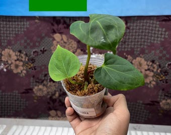 Anthurium King Of Spades