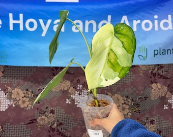 Syngonium Chiapense - Rare Plant Exact Plant Pictured, USA Acclimated