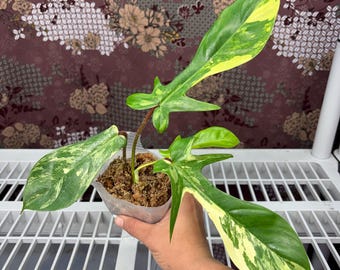 Philodendron Flobe x Squamy -  Rare plant, Exact Plant Pictured, Acclimated in USA