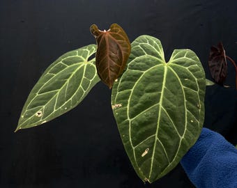 Anthurium BVIT x ZM -  Exact Plant Pictured, Fully Rooted, Acclimated in USA