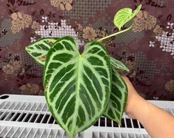 Anthurium Silver Blush -  Rare plant, Exact Plant Pictured, Acclimated in USA