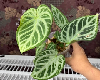 Anthurium Silver Blush -  Rare plant, Exact Plant Pictured, Acclimated in USA