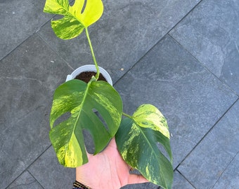 Monstera Aurea Variegated Marmorata - US Seller