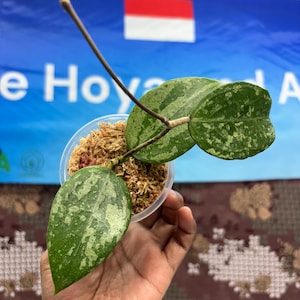 Hoya Verticillata Super Splash