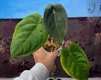 Anthurium Crystal Papil x Dark Phoneix