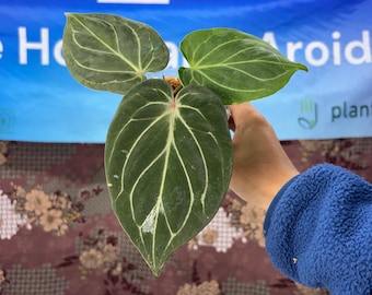 Anthurium King of spades - Rare plant, Exact Plant Pictured, Acclimated in USA