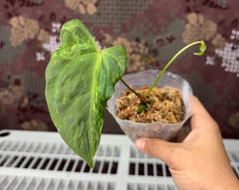 Anthurium variegated curly porti  - Rare plant, Exact Plant Pictured, Acclimated in USA