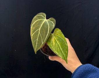 Anthurium Red Magni x Indo Portilae - Rare Variegated Aroid - Exact Plant Pictured - Fully Rooted - USA Acclimated Houseplant