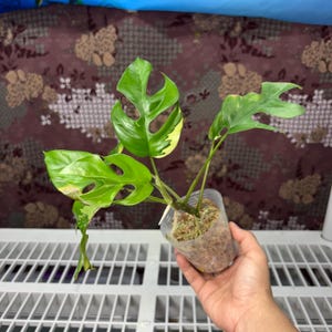 May include: A variegated Rhaphidophora tetrasperma plant with three distinct green leaves featuring yellow variegation and natural fenestrations. The plant is rooted in a clear plastic cup filled with sphagnum moss, showing visible roots.