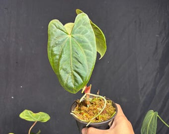 Exact Plant Seed Grown Anthurium Subsignatum X Dark Phoenix