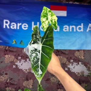 Alocasia Frydek Variegated