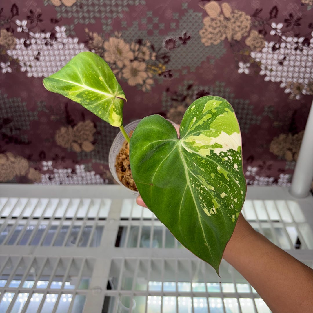 Philodendron Gloriosum Variegated - Exact Plant Pictured, Fully Rooted ...