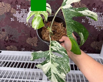 Monstera Albo Variegated -  Rare plant, Exact Plant Pictured, Acclimated in USA