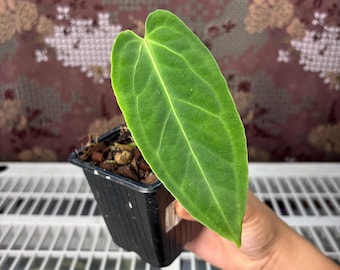 Seed Grown Anthurium Black Sweet X Fort Sherman Starter Plant (ALL