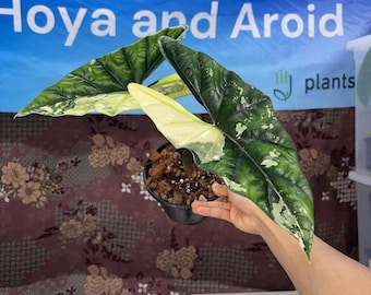 Alocasia Sympo Albo - Rare plant Fully Rooted, Acclimated USA Live Plant