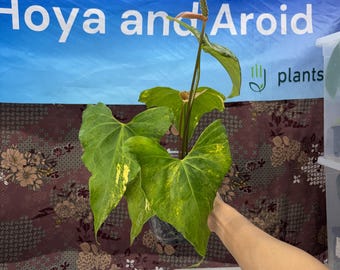 Anthurium pterodactyl var - Rare anthurium, Exact Plant Pictured, Fully Rooted, Acclimated in USA