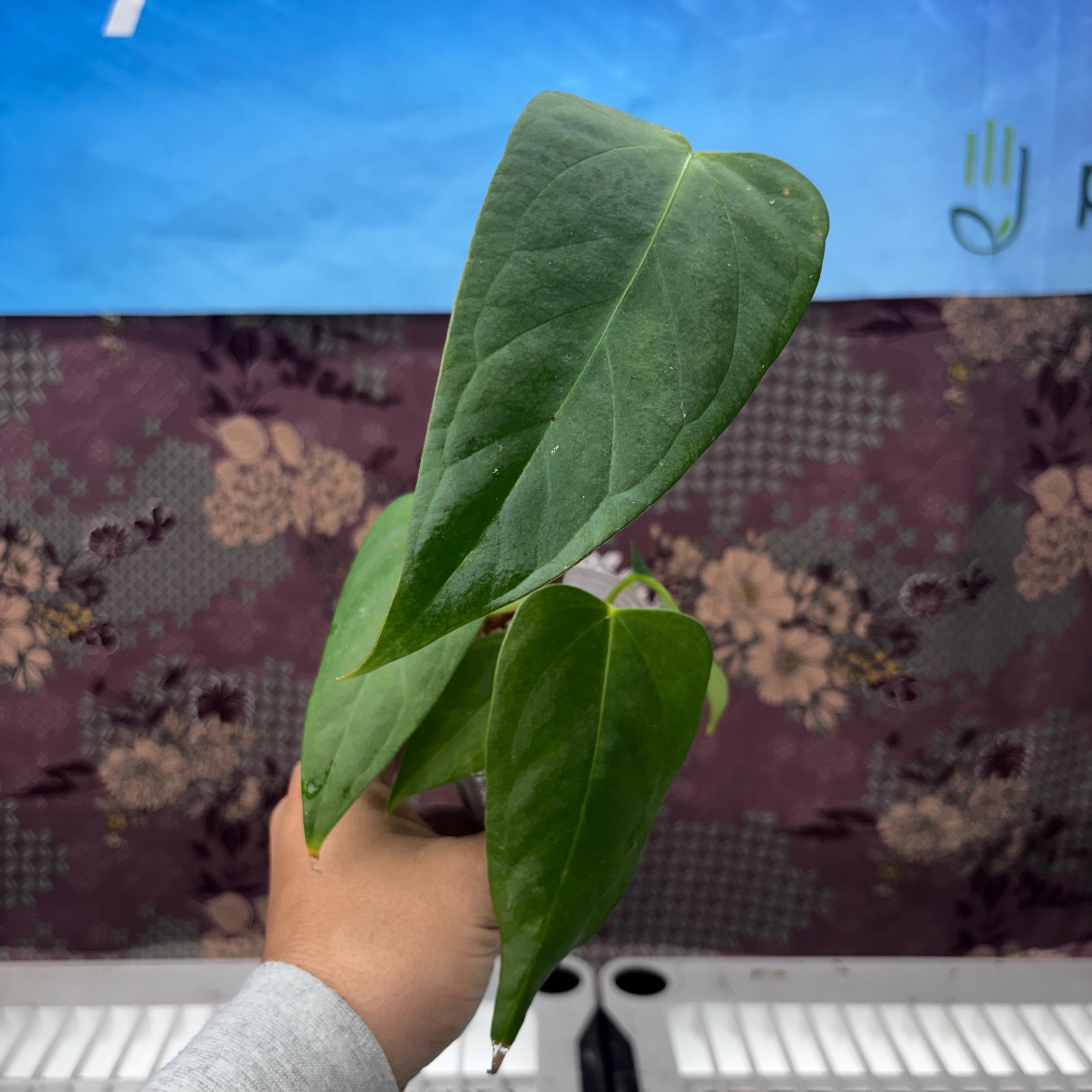 Anthurium Subsignatum - Etsy