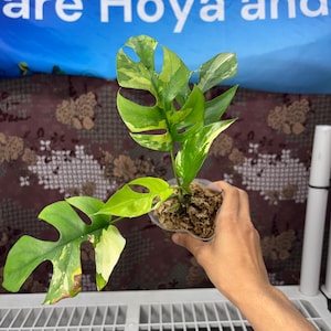 May include: A variegated Rhaphidophora tetrasperma plant with fenestrated, heart-shaped leaves featuring green and cream-colored patterns. The plant is potted in a clear plastic container filled with sphagnum moss, showcasing its distinct foliage.
