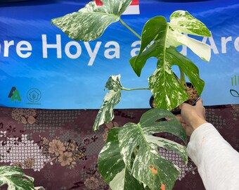 Monstera White Tiger - Rare Plant, Exact Plant Pictured,  Acclimated in USA