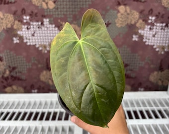 Anthurium Fortsherman x RVDP - Rare plant, Exact Plant Pictured, Acclimated in USA