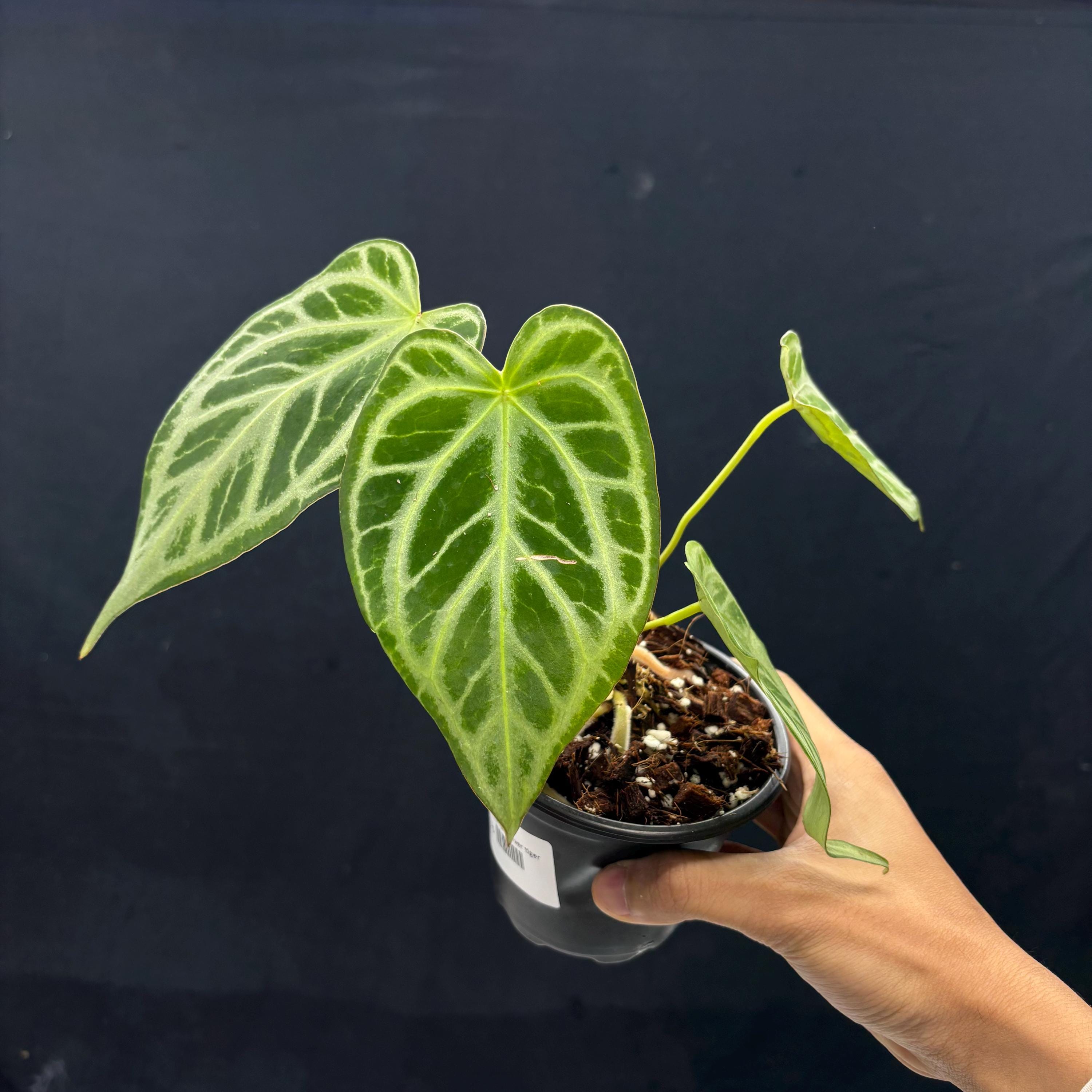 Anthurium Silver Tiger - Exact Acclimated Specimen, USA Ready - Etsy