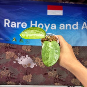 Hoya Latifolia Filea Silver