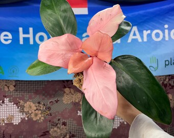 Philodendron pink congo - Rare Plant, Exact Plant Pictured,  Acclimated in USA