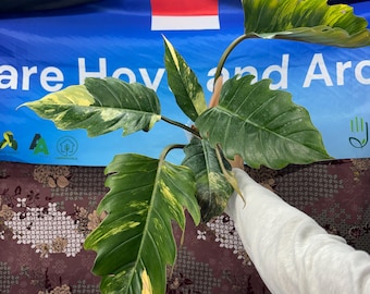 Philodendron Caramel Marble - Rare Plant, Exact Plant Pictured,  Acclimated in USA