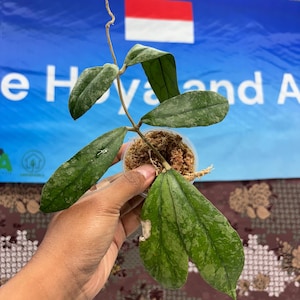 Hoya Aff Lambii C2