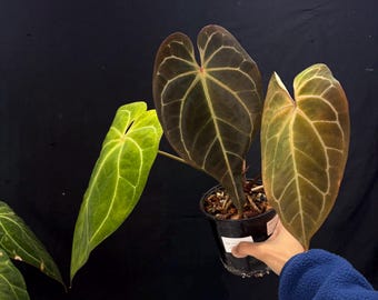 Anthurium BVIT x ZM  -  Exact Plant Pictured, Fully Rooted, Acclimated in USA
