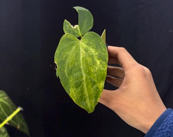 Anthurium Forgetii Var x (BVIT x ZM) Exact Plant, Fully Acclimated