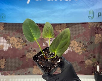 Anthurium Fortsherman x Gog - Exact Plant Pictured, Fully Rooted, Acclimated in USA