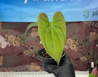 Anthurium papi x Black sweet - Exact Plant Pictured, Fully Rooted, Acclimated in USA