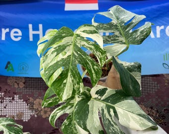 Monstera White Tiger - Rare Plant, Exact Plant Pictured,  Acclimated in USA