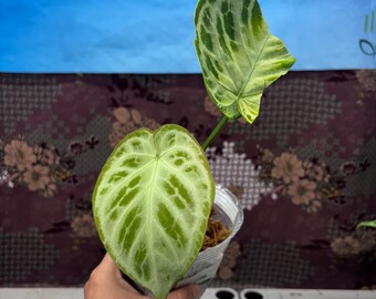 Anthurium Silver Chrome