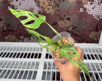 Monstera Adansonii Variegated Indonesia -  Rare plant, Exact Plant Pictured, Acclimated in USA