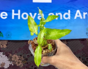 Hoya Caudata Snowdust Rare Rooted Cutting, Tropical Collector Houseplant