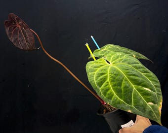 Anthurium BVIT x ZM -  Exact Plant Pictured, Fully Rooted, Acclimated in USA