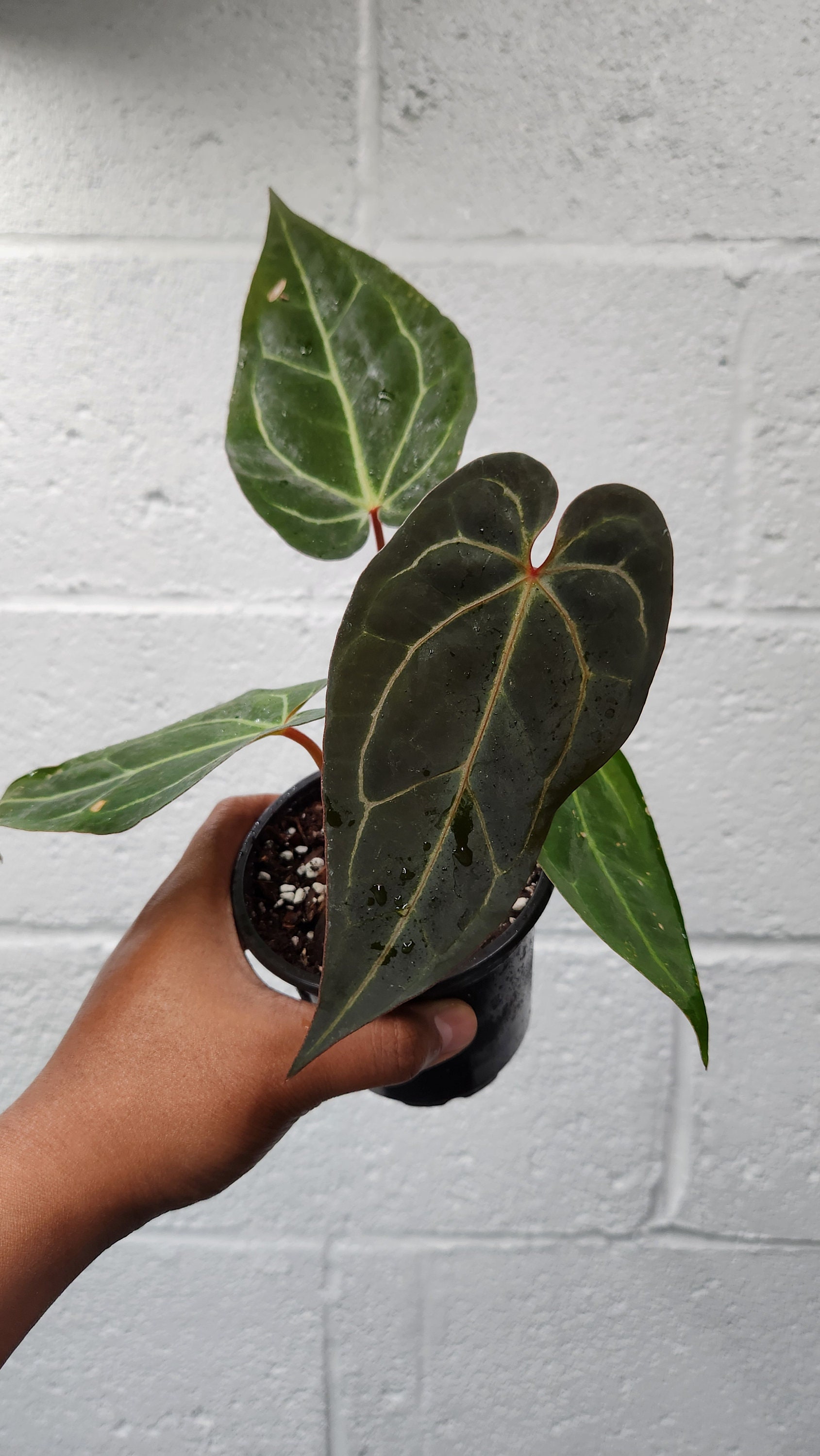 Anthurium BVIT X (zara X Michelle) - Etsy