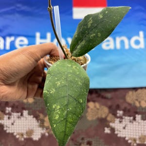 47＊ホヤ ＊Hoya ＊clemensiorum splash クレメン Hoya Clemensiorum sp Sumatra (Splash) – Hoya Cuttings