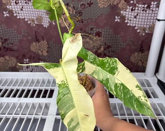 Philodendron Flobe x Paraiso -  Rare plant, Exact Plant Pictured, Acclimated in USA